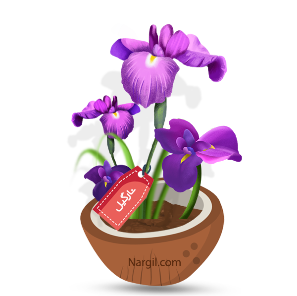 Nargil_Iris Graminea